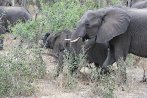 African Elephant South Africa Safari